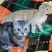 ゆみ
