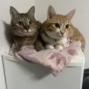 storyの画像