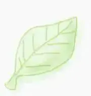 葉っぱの画像