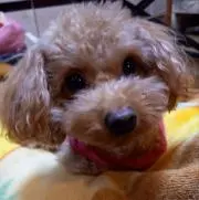 くりりんの画像