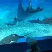 こじクン♡