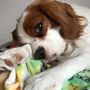 レチ