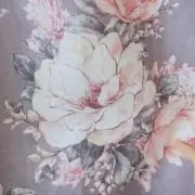 lilyの画像