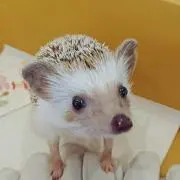 あき
