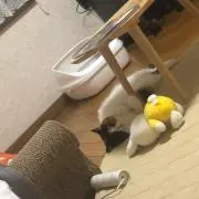 しみ