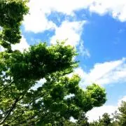 くまの画像