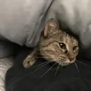 ごーやんの画像