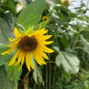 ベニ