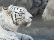 さつげっちゅうの画像