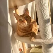 みこ