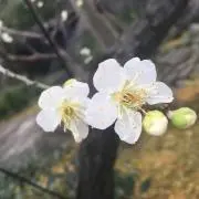 アボカドの画像