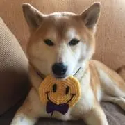 ひまわりチョコ