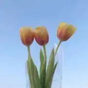 ぽぽの画像