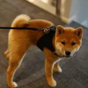 ジャネット