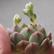 RyuReoGreenの画像