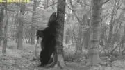 Mr.セコスリの画像