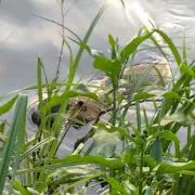 あすとら