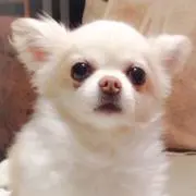 チャムの画像