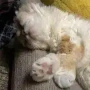 ねこのぷりんの画像