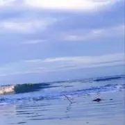 おちゃっぱの画像