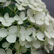 マウ