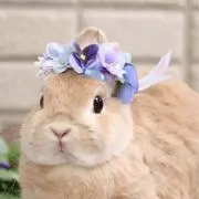 こももの画像