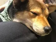 みの画像