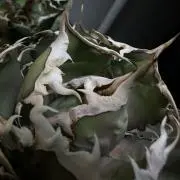 16_Greenの画像