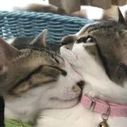 雪椿