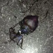 まさ