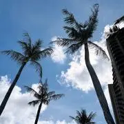 hanaの画像