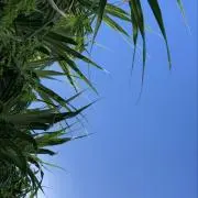 Citraの画像