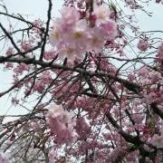 さんごの画像