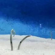 はなの画像