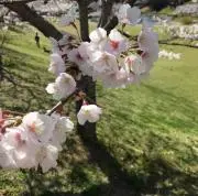 ohanachanの画像