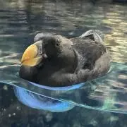 うみの画像