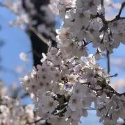 Miiyの画像