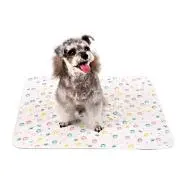 犬いるの画像