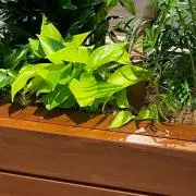 askの画像