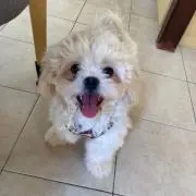 りん