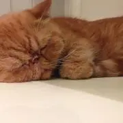 namiの画像
