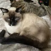 鮎