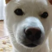 なおなおの画像