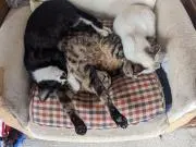 猫猫の画像
