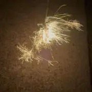 たけしの画像