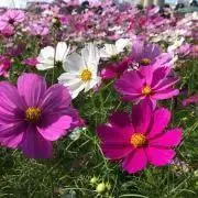 HUNTER ハンター ロング ダウンコート 黒 フード フクロウ柄 希少M