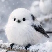 ゆの画像