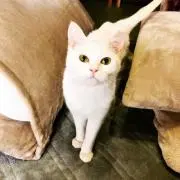 kuu