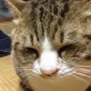 ssssの画像