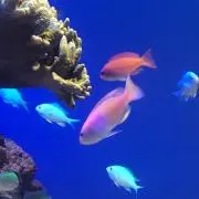 びーだま